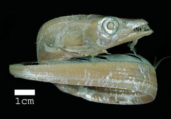 Media type: image; Ichthyology 28746